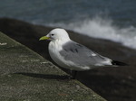 SX02982 Gull on Dunmore East harbour wall - Kittiwake (Rissa Tridactyla).jpg